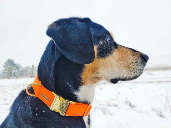 Lupo in Halsband Softie Orange, Größe XL