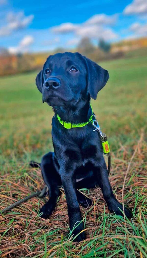 Labrador Welpe Skye in Welpenhalsband Neongelb, Größe M