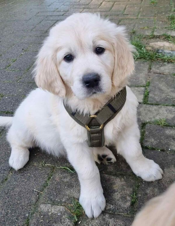 Golden Retriever Welpe in Hundegeschirr Khaki, Größe XS