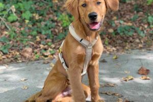 Golden Retriever Bube in Brustgeschirr Beige, Größe M