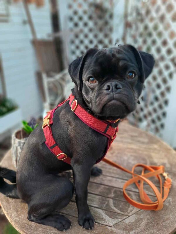 Mops in Hundegeschirr Burgunder, Größe XS