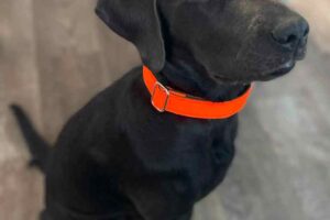 Labrador in Halsband Softie Orange