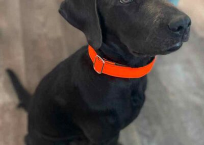 Labrador in Halsband Softie Orange