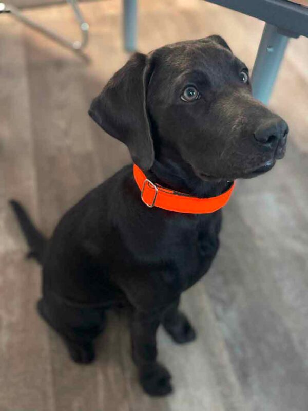 Labrador in Halsband Softie Orange