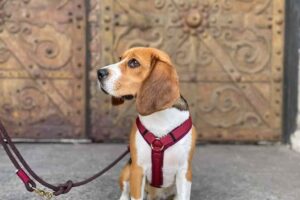 Beagle in Brustgeschirr Burgunder