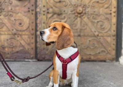 Beagle in Brustgeschirr Burgunder