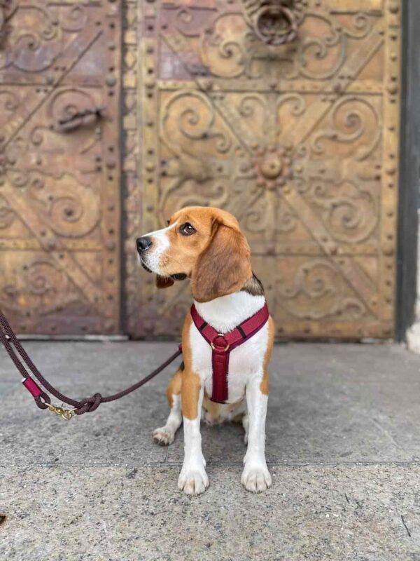 Beagle in Brustgeschirr Burgunder