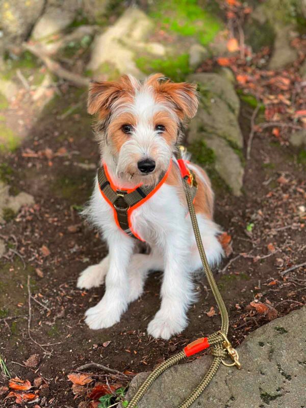 Terrier in Brustgeschirr Größe XS