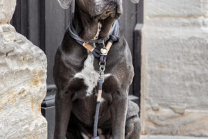 Cane Corso mit heavens rock IVORY Set und grauem Lederschlupfi