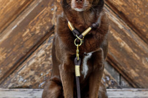 Ruby mit classy chestnut GOLDNUGGET Farbkombi