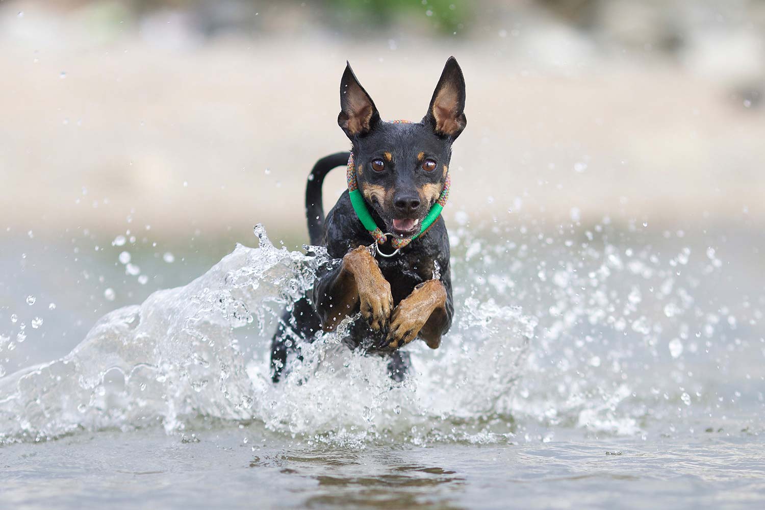 Kleiner Hund rennt durchs Wasser