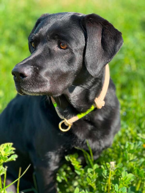 Labrador in Halsband Wood OWL NEONGELB